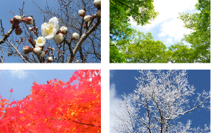 春の湯布院の風景